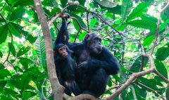 Chimps-Gombe_826