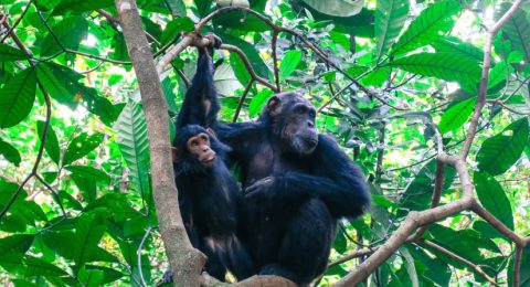 Chimps-Gombe_826