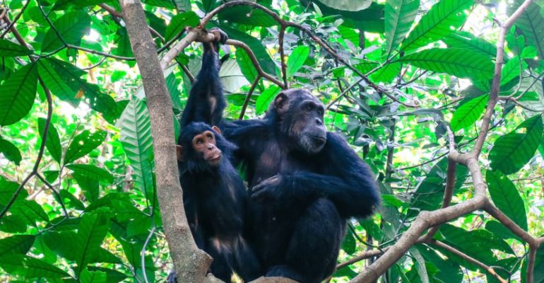 Chimps-Gombe_826