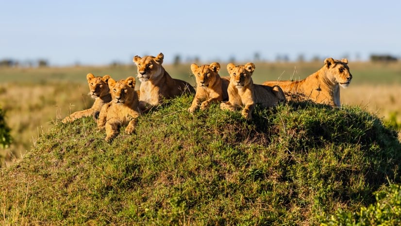 Born Free Uses Smart Maps to Protect Lions and Resolve Human-Wildlife Conflicts